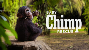 Baby Chimp Rescue thumbnail