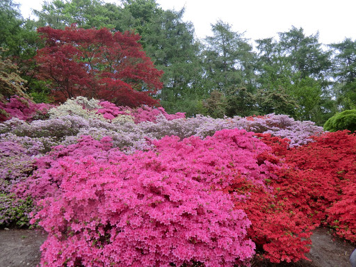 CIMG8079 Kurume azaleas in the Punchbowl, Valley Gardens