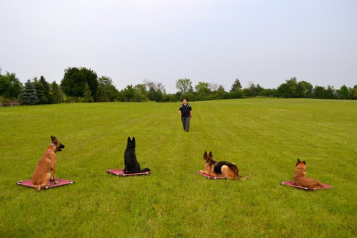 dog-training photo:dog training minneapolis 