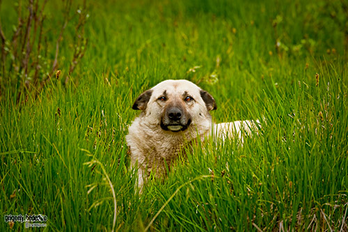 Natural Beauty of Kazakhstan 04