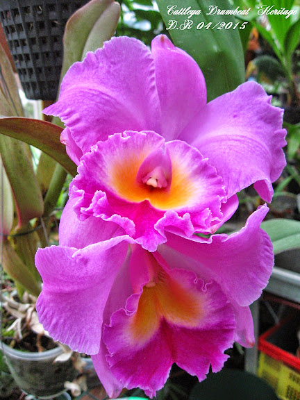 Cattleya Drumbeat 'Heritage' Cattleya%2BDrumbeat%2B%27Heritage%27%2Bmoi%2Bnom%2Bnet