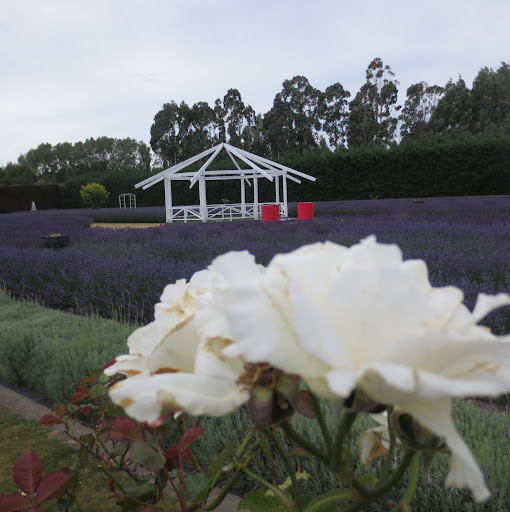 Christchurch Lavender logo