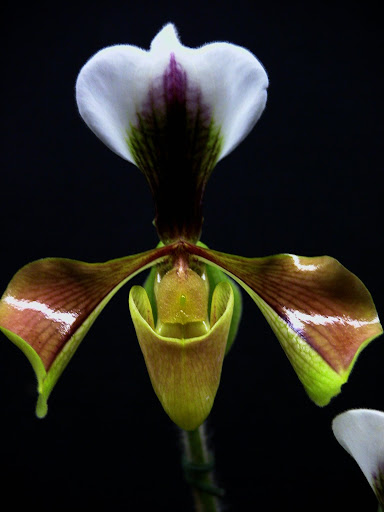 Paphiopedilum villosum und seine Varietäten DSCN0042