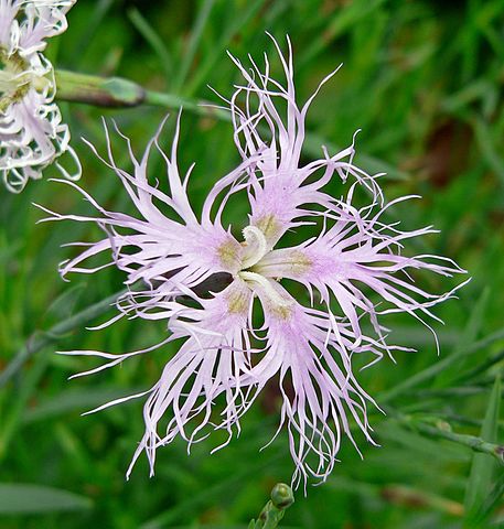 파일:external/upload.wikimedia.org/457px-Dianthus_superbus_5.jpg