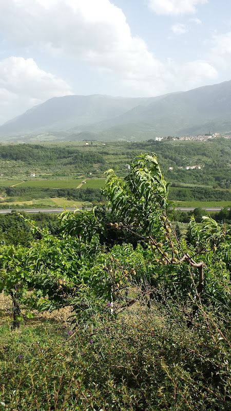 Immagine principale di Angelucci Azienda Agricola