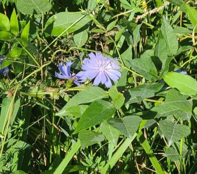 Cichorium intybus Location Missouri, United States America