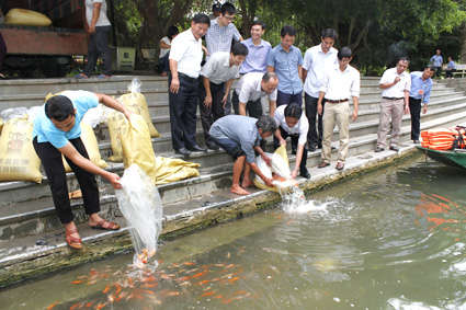 Sản xuất, ương, nuôi thành công cá chép Koi tại Ninh Bình - 55c98f378cde8