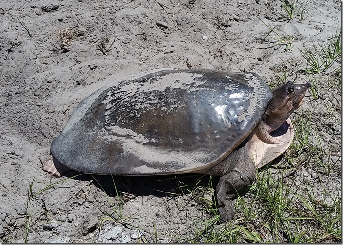 Momma Leatherback-2