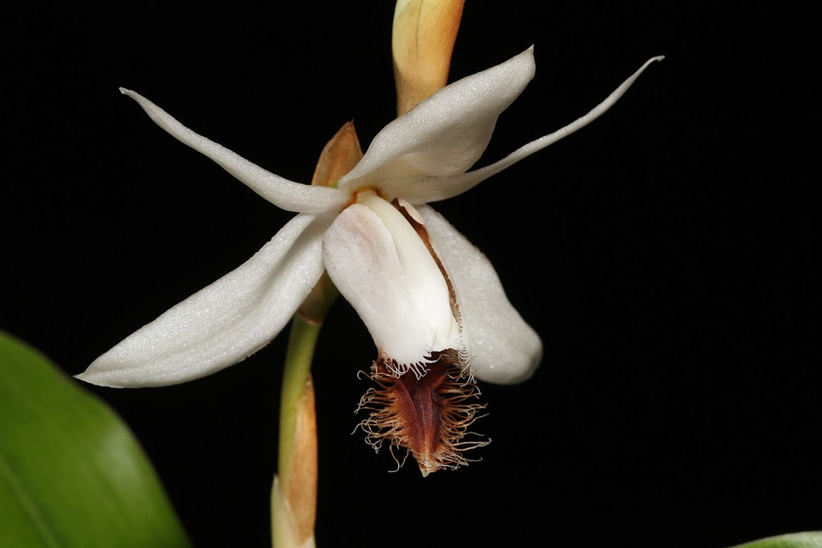 Coelogyne barbata IMG_8204_v1