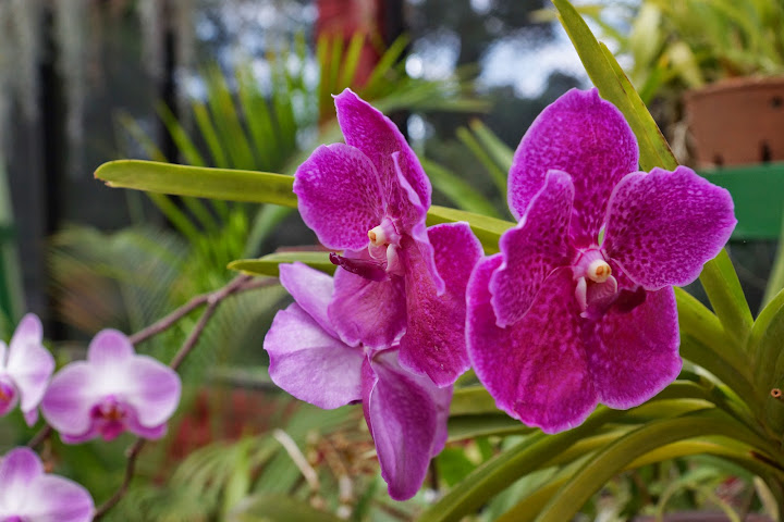 Шри-Ланка: на машине 1 100 км,  фото без комментариев, март-апрель 2013г.