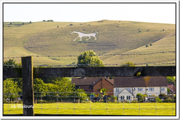 white horse