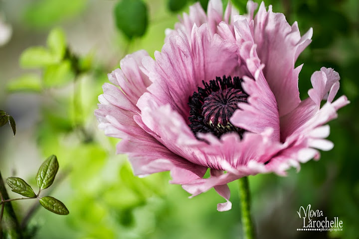 Papaver orientalis Ruffled Patty Papaver-ruffled-patty-140621-19rm