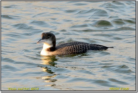 Draycote Waters - December