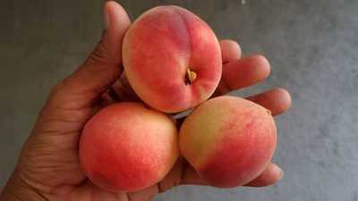 Nectarine Fruits from a nectarine tree  grown from a seed