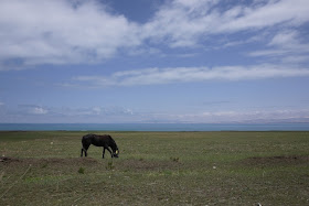 horse near Qinghai lake