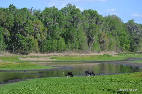 Alachua Sink