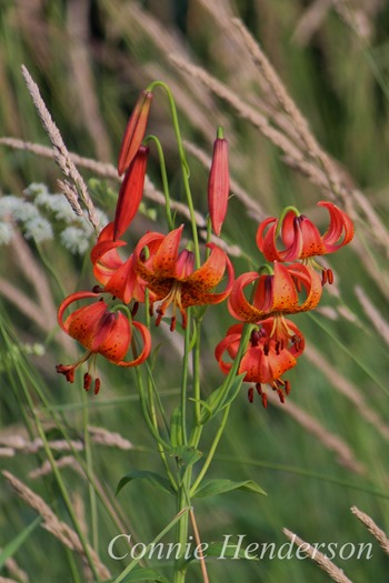 July 17 Michigan Lilies