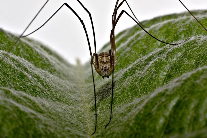 Opilio di stamatis