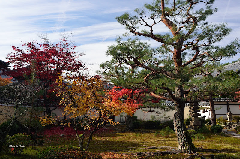 鹿王院