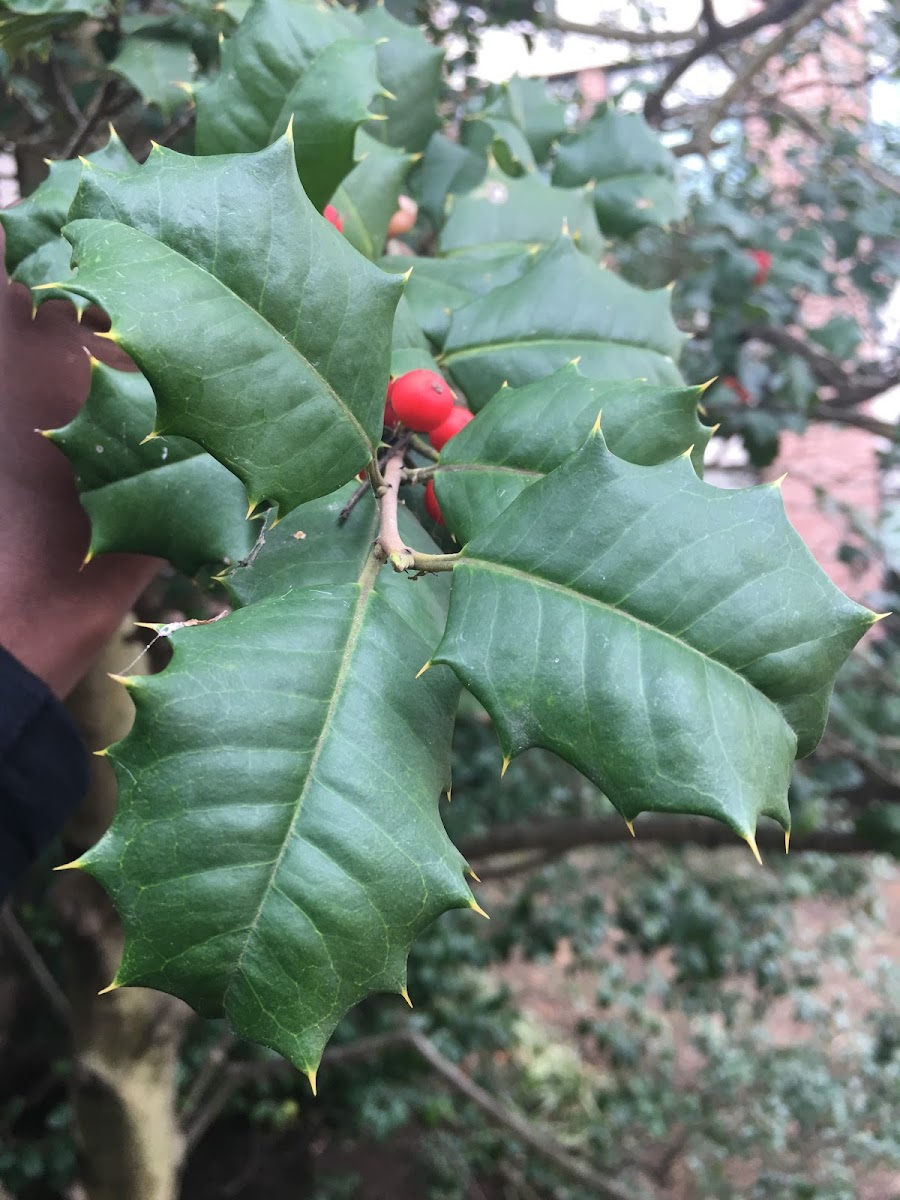 American holly