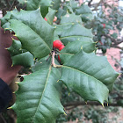 American holly