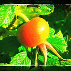 Rose-hip. 20120924-01-rosehip.jpg