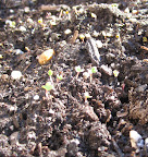 Sprouting mustard greens and arugula.