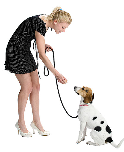 dog-training photo:dog training raleigh nc 