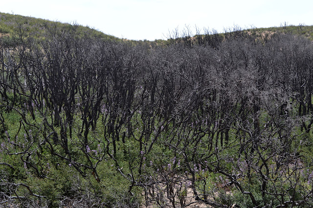 burned branches