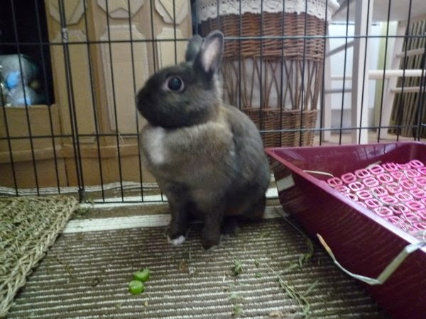 [adoptée]xwlyanna, lapine marron avec des tâches blanches Lyanna6-b783d