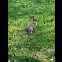 Eastern Cottontail