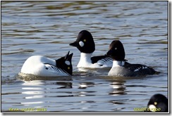 Slimbridge WWT D7200 X  13-03-2016 13-58-49