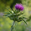 Milk Thistle