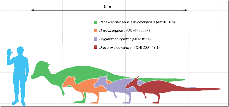 Pachycephalosaurus_scale