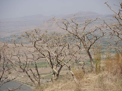 Did you know that Boswellia serrata or Shallaki is a decidous plant that is native to India which produces the fragrant resin commonly known as Indian olibanum, Indian frankincense?