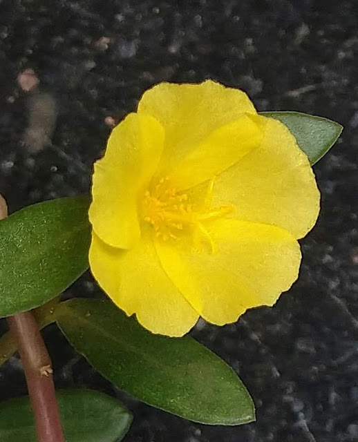 Portulaca umbraticola  Kunth.Family: Portulacaceae Trivandrum Kerala India