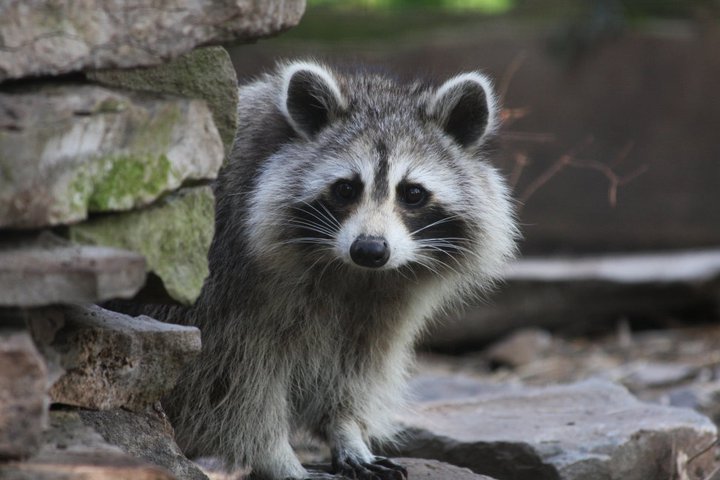 Raccoon