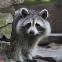 Raccoon