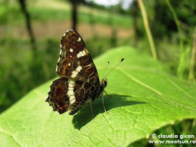 fluture pe un brusture