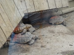 201506.21-017 tortues sillonnées