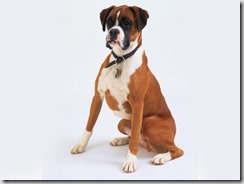 boxer boxer