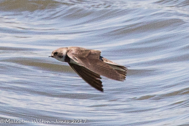 Sand Martin