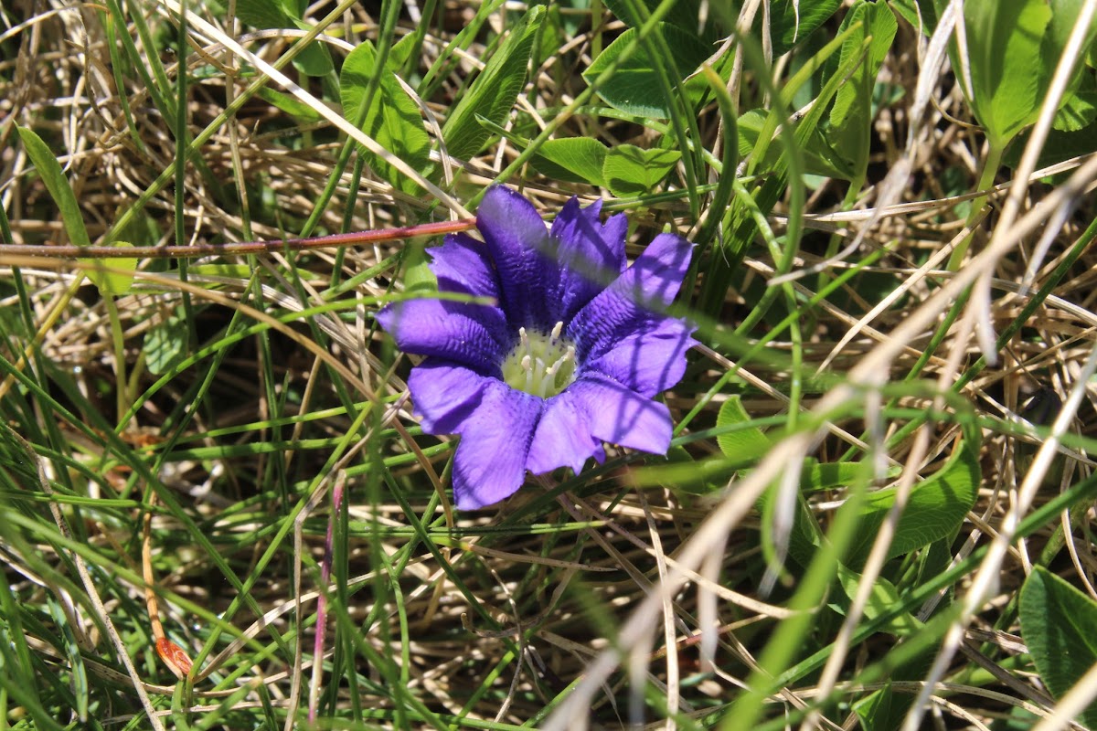 L'étang de Batouxiade dans la vallée d'Orlu IMG_4018