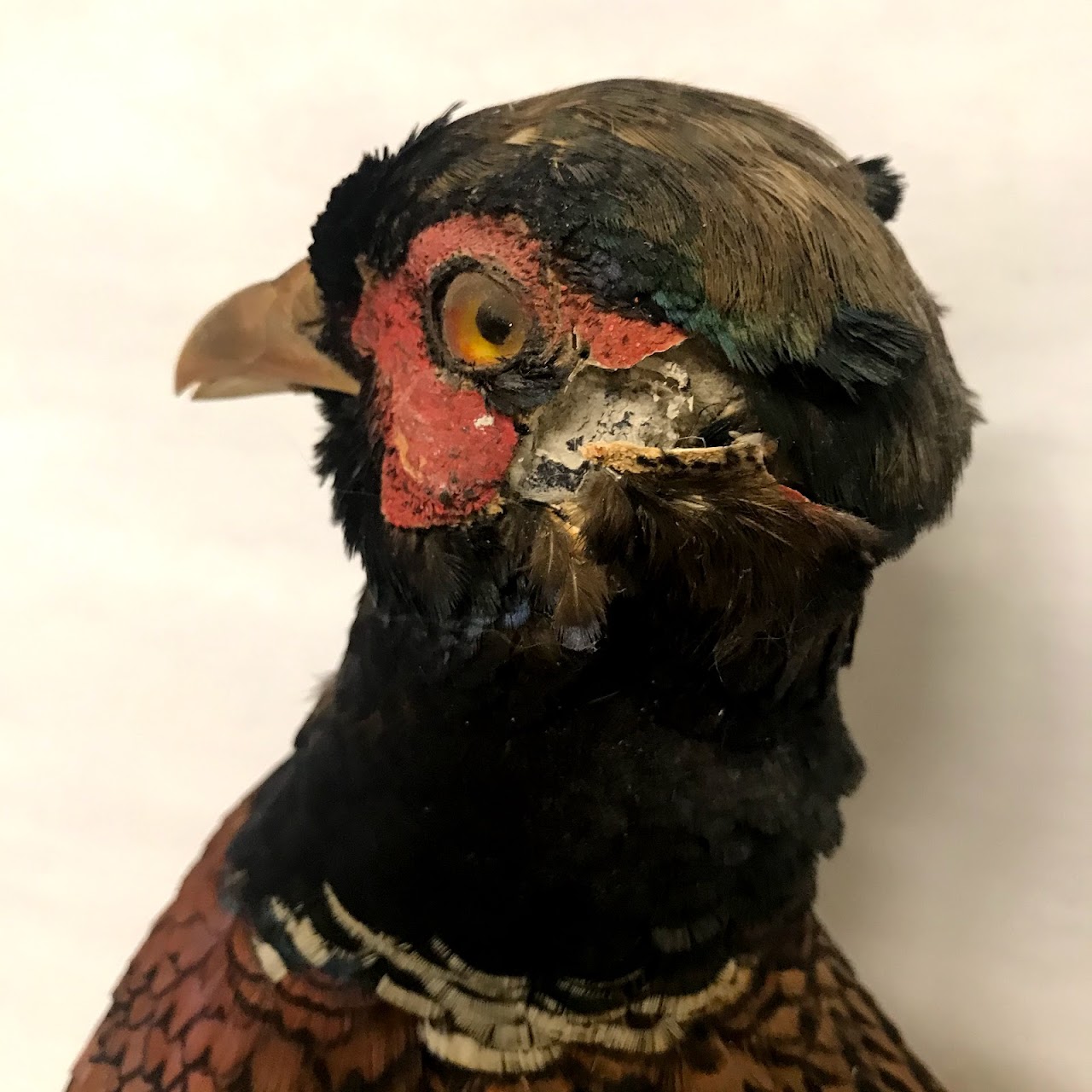 Pheasant Taxidermy Specimen