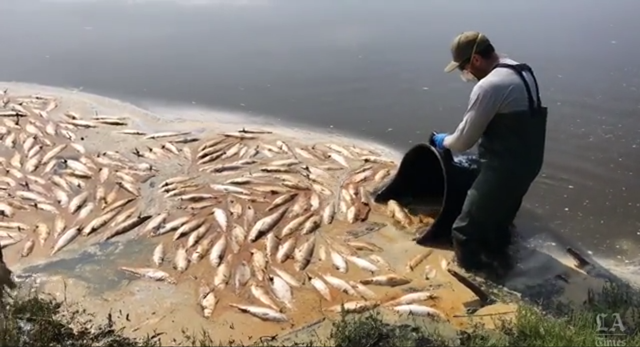 Workers remove hudreds of dead fish from the Malibu Lagoon in California, 27 August 2018. Officials said oxygen levels in the water tested normal, but the temperature in the lagoon was “significantly elevated” — about 82 degrees. Relentless summer heat and a lack of fog along the coast could have caused the temperature of the water to soar. Photo: Los Angeles Times