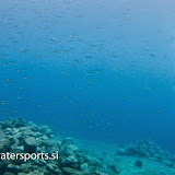 Zaključek tečaja OWD, DSD, Nitrox & Deep diver tečaj, potapljanje - Sveta Marina, Hrvaška