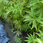 Ferns beside Joe Crafts Creek (355991)