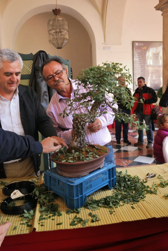 XXV Exposición de Primavera de la Asociación Cordobesa de Bonsái. 133+Demostraci%25C3%25B3n+de+Juan+Antonio+P%25C3%25A9rez%252C+Carthago%252C+sobre+un+quejigo%252C+propiedad+de+Rafael+Escribano+20130518+150+DSC_0225