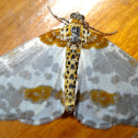 Geometrid Moth