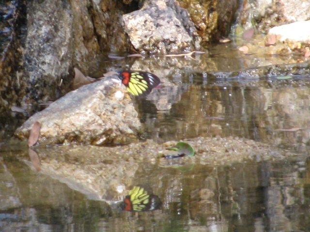 red and yellow with black separations on its wings butterfly